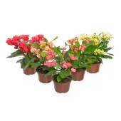 Euphorbia Milii Miliiana Pote 11